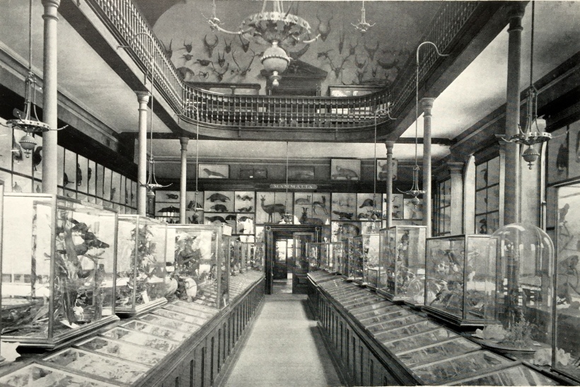The Natural Histoy Museum